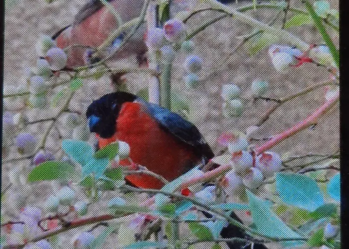 En Bord De Riviere *